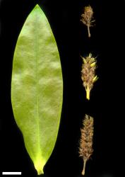 Veronica breviracemosa. Infructescences with a leaf for size comparison. Scale = 10 mm.
 Image: M.J. Bayly & A.V. Kellow © Te Papa CC-BY-NC 3.0 NZ